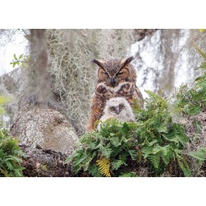 Great Horned Owl - Cobble Hill Puzzle 1000 pezzi Great Horned Owl - Cobble Hill Puzzle 1000 pezzi