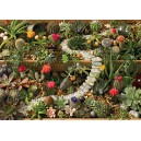 Succulent Garden - Cobble Hill Puzzle 1000 Pz.